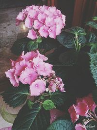 Close-up of pink flowers