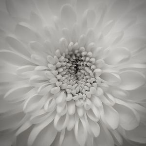 Full frame shot of flower