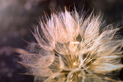 Defocused beautiful mystical floral background. tragopogon dubius