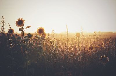 Plants growing on field against sky during sunset
