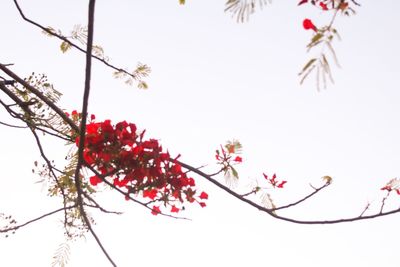 Low angle view of cherry blossom against clear sky