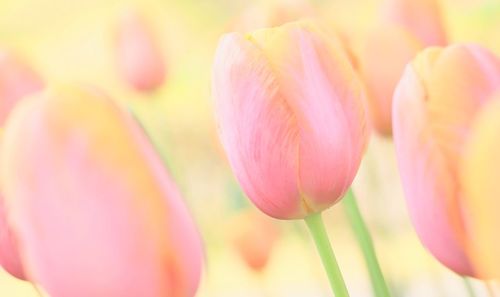 Close-up of pink tulips blooming outdoors