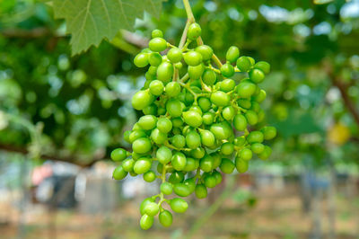 Close-up of grapes growing in vineyard