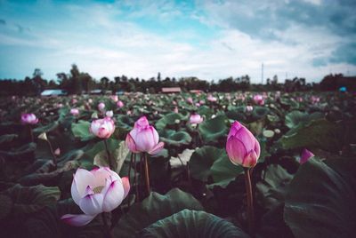 Beautiful lotus fields of ubon ratchathani, thailand