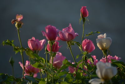 Close-up of pink flowering plants