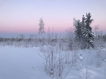 Snow covered trees on field against sky during sunset