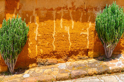 Close-up of green leaves