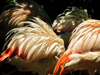 Close-up of birds in water