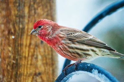 Close-up of bird perching on wood