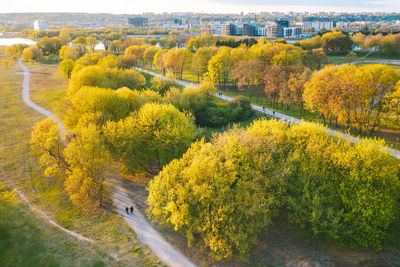 High angle view of yellow trees and plants in city