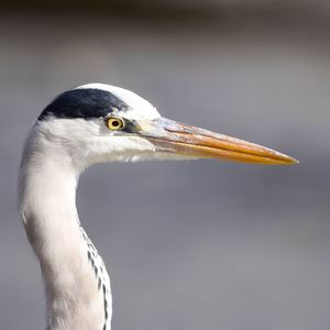 Close-up of a bird