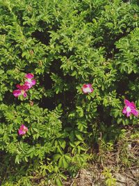 Pink flowers blooming in garden