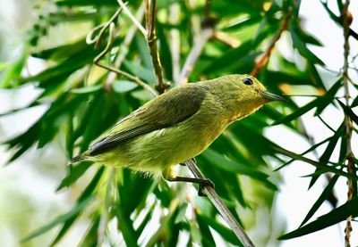 Close-up of a bird perching on branch