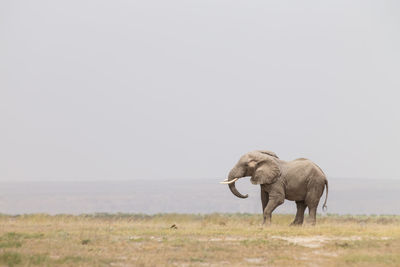 Elephant in a farm