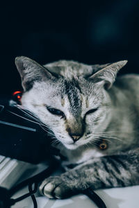 Close-up portrait of cat relaxing at home