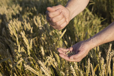 Cropped hand of woman holding plants