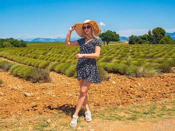 Lavender field in provence after cutting with young woman - fields of lavenda - southern france.