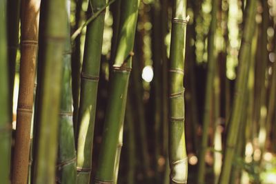 Full frame shot of bamboo plants in forest