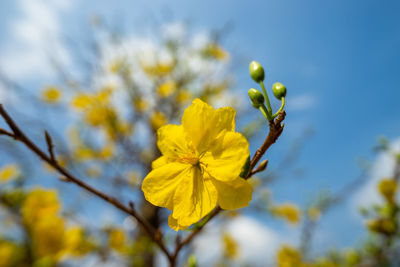 Close-up of yellow flowering plant against sky