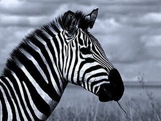 animal themes