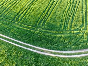 Full frame shot of green leaves