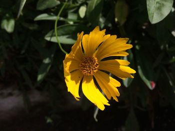 Close-up of yellow flower blooming outdoors