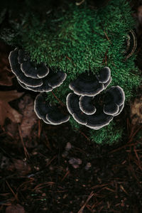 High angle view of mushrooms growing on field