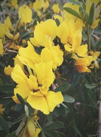 Close-up of yellow flower