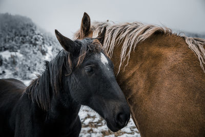 Black and brown horses standing on land during winter