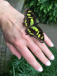 Close-up of butterfly on hand