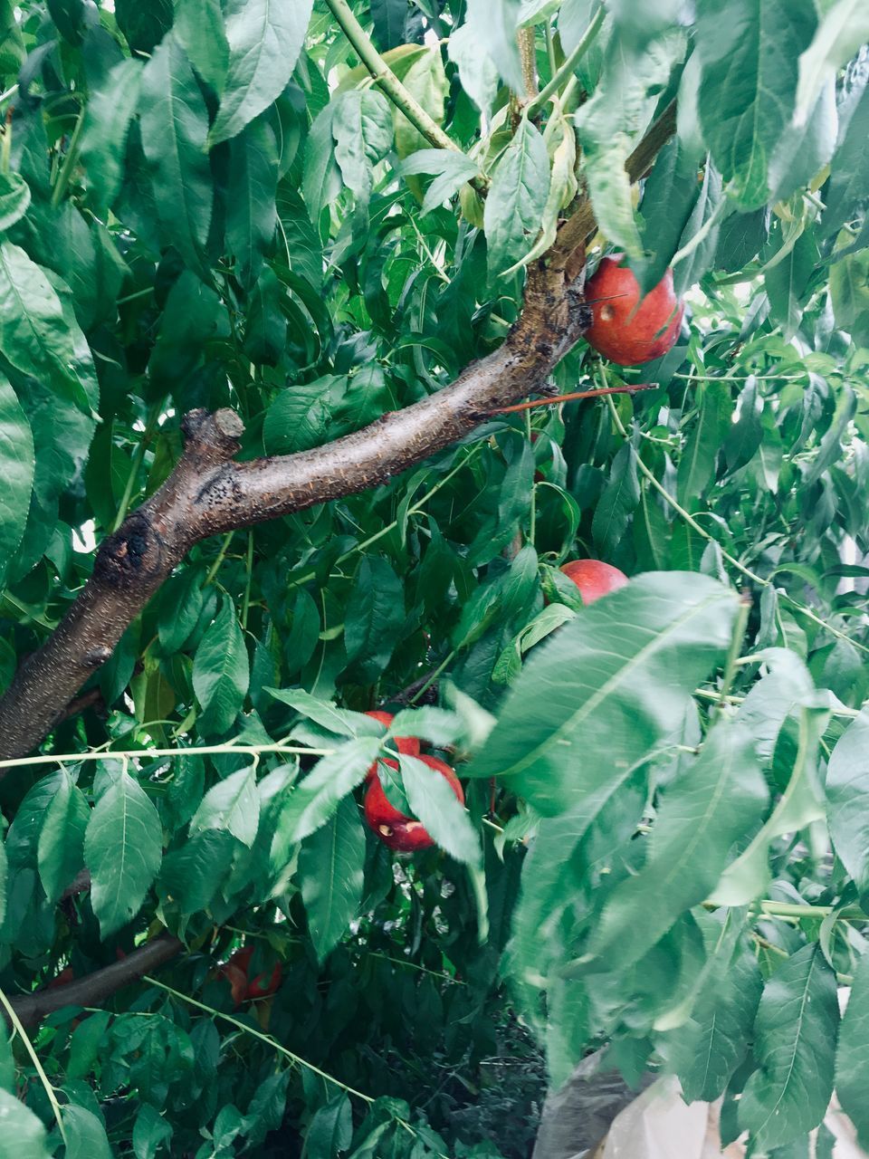 CLOSE-UP OF BERRIES ON TREE