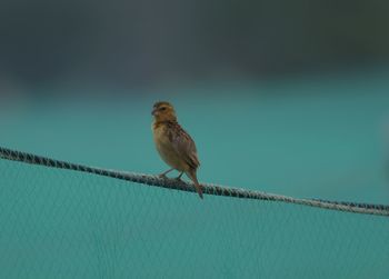Bird perching on rope
