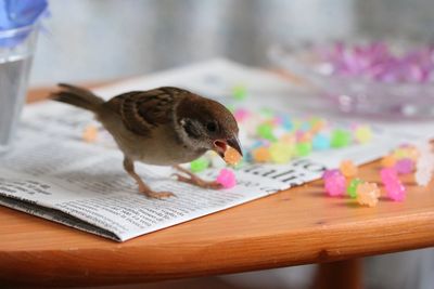 Close-up of sparrow with candies on paper at table