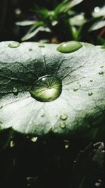 Close-up of leaves in water