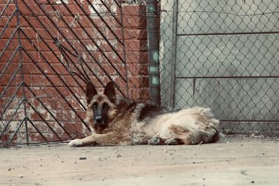 Dog lying on tennis court