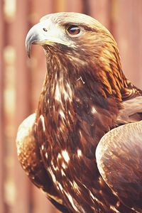 Close-up of eagle