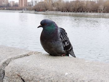 Close-up of bird perching on a lake