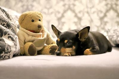 Close-up of a pincher dog with teddy bear
