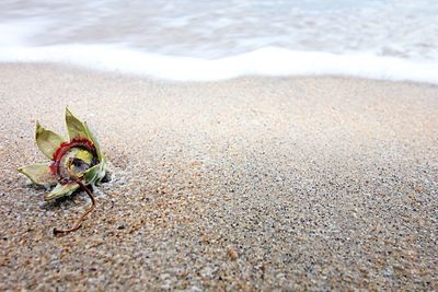 High angle view of crab on beach