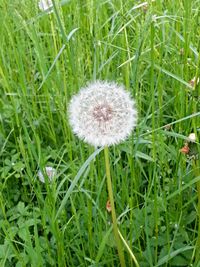 Wildflowers growing in field