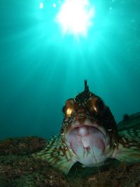 Close-up of fish underwater