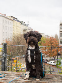 Close-up of puppy on wall against sky