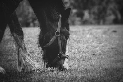 Close-up of horse grazing on field