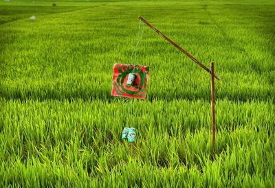 Cans hanging on wood at grassy field