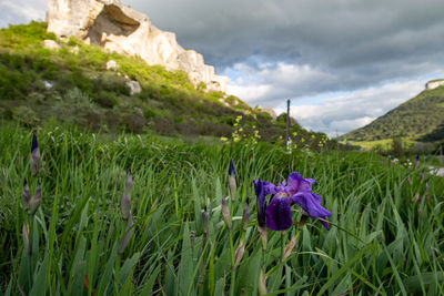 Purple flowering plant on field against sky