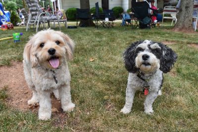 Portrait of dogs on grass