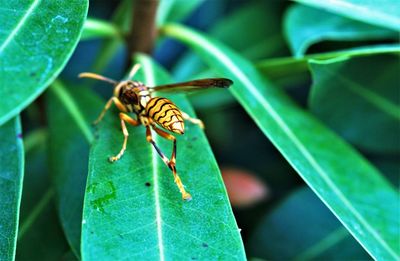 Close-up of insect on leaf