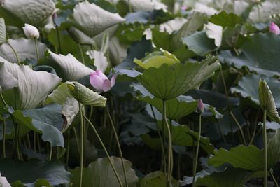 Close-up of pink flowers