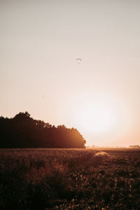 Scenic view of field against clear sky during sunset