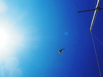 Low angle view of bird flying in sky